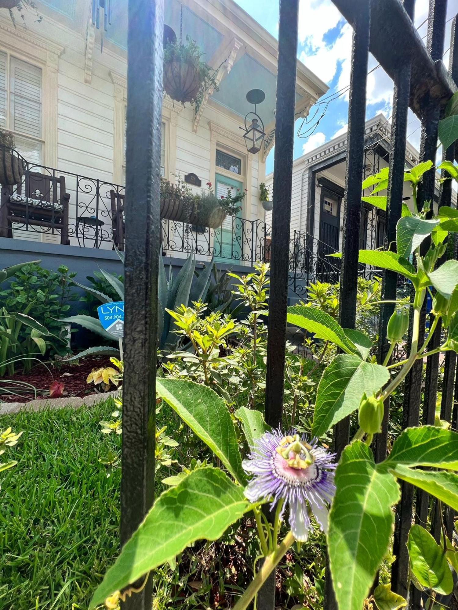 ניו אורלינס Luxury Historic Shotgun Home In Lower Garden District מראה חיצוני תמונה